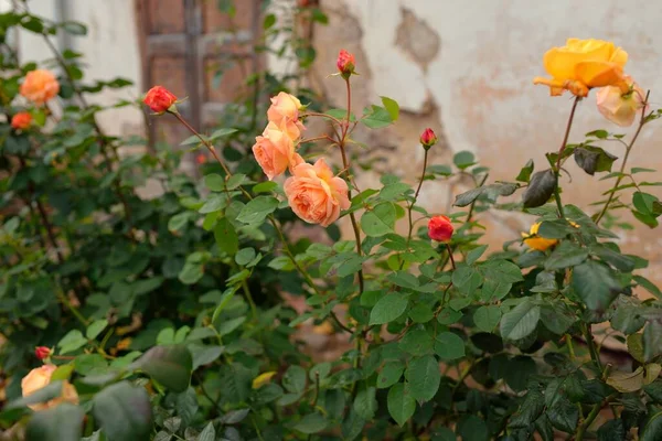 Modern bir İngiliz melez çay gülünün çiçekleri. Geleneksel taş ev. Güzel bir yaz bahçesi. Idyllic kırsal kesim. Bahçecilik, çiçekçilik, dekorasyon, peyzaj, melezlik.