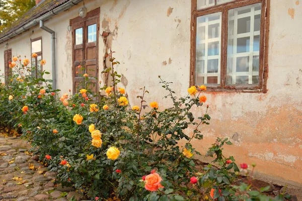 Modern bir İngiliz melez çay gülünün çiçekleri. Arka planda ahşap pencereleri olan geleneksel taş ev. Güzel bir yaz bahçesi. Idyllic kırsal kesim. Bahçecilik, çiçekçilik, dekor