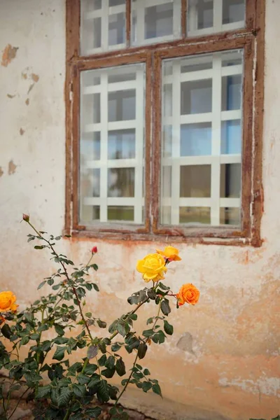 Modern bir İngiliz melez çay gülünün çiçekleri. Arka planda ahşap pencereleri olan geleneksel taş ev. Güzel bir yaz bahçesi. Idyllic kırsal kesim. Bahçecilik, çiçekçilik, dekor