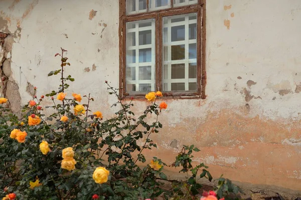 Modern bir İngiliz melez çay gülünün çiçekleri. Arka planda ahşap pencereleri olan geleneksel taş ev. Güzel bir yaz bahçesi. Idyllic kırsal kesim. Bahçecilik, çiçekçilik, dekor