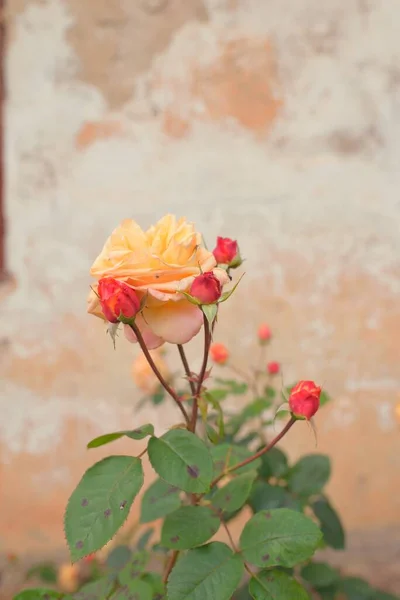 Blooming Flowers Modern English Hybrid Tea Rose Traditional Stone House — Stockfoto