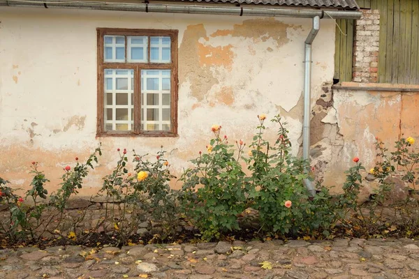 Modern bir İngiliz melez çay gülünün çiçekleri. Arka planda ahşap pencereleri olan geleneksel taş ev. Güzel bir yaz bahçesi. Idyllic kırsal kesim. Bahçecilik, çiçekçilik, dekor