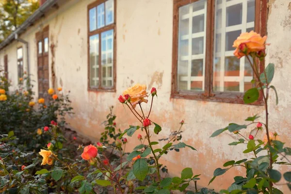 Modern bir İngiliz melez çay gülünün çiçekleri. Arka planda ahşap pencereleri olan geleneksel taş ev. Güzel bir yaz bahçesi. Idyllic kırsal kesim. Bahçecilik, çiçekçilik, dekor