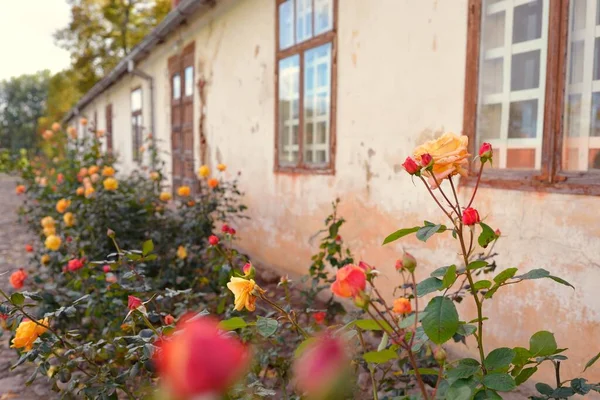 Modern bir İngiliz melez çay gülünün çiçekleri. Arka planda ahşap pencereleri olan geleneksel taş ev. Güzel bir yaz bahçesi. Idyllic kırsal kesim. Bahçecilik, çiçekçilik, dekor