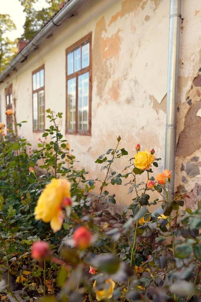 Blühende Blüten Einer Modernen Englischen Hybridteerose Traditionelles Steinhaus Mit Rustikalen — Stockfoto