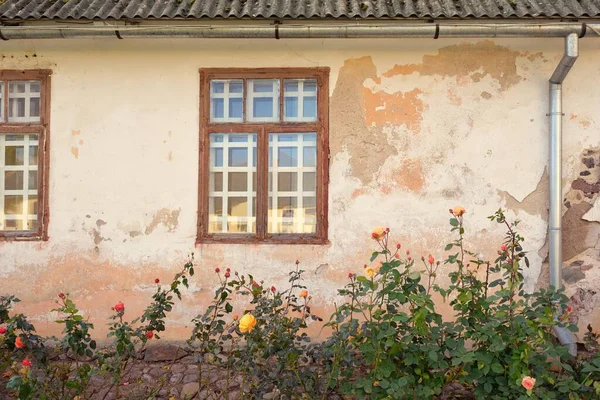 一种现代英国杂交茶的花朵盛开 传统的石屋 背景上有乡村木窗 美丽的夏季花园 田园诗般的乡村风景 花卉学 — 图库照片