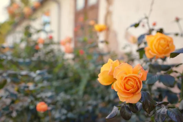 Virágzó Virágok Egy Modern Angol Hibrid Tea Rózsa Hagyományos Kőház — Stock Fotó