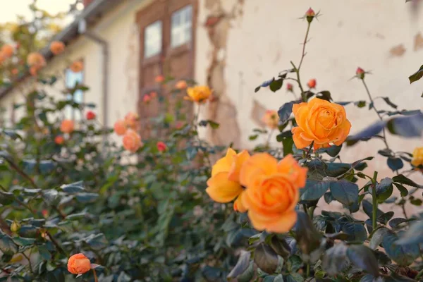 Blooming Flowers Modern English Hybrid Tea Rose Traditional Stone House — Stock Photo, Image