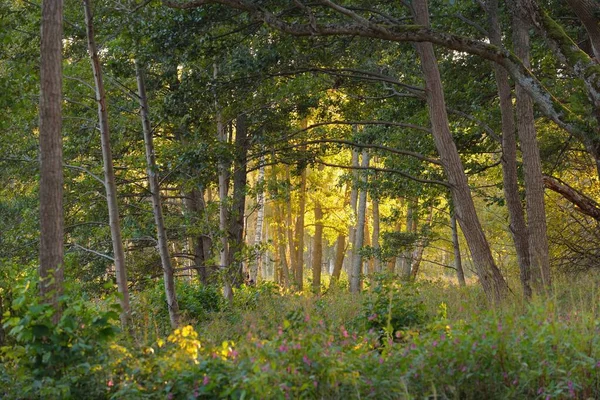 Misteriosa Floresta Perene Norte Num Nevoeiro Árvores Fortes Plantas Musgo — Fotografia de Stock