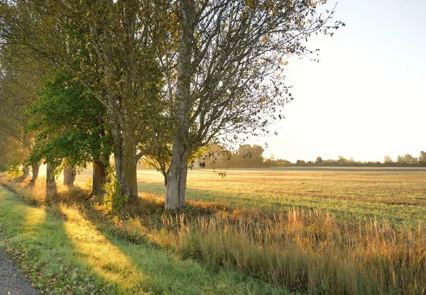 Single Lane Rural Road Alley Mighty Trees Sunrise Golden Sunlight — Zdjęcie stockowe