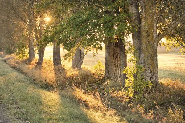 Single Lane Rural Road Alley Mighty Trees Sunrise Golden Sunlight — Zdjęcie stockowe
