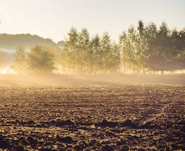 Plowed Agricultural Field Soil Texture Forest Background Soft Morning Sunlight — 스톡 사진