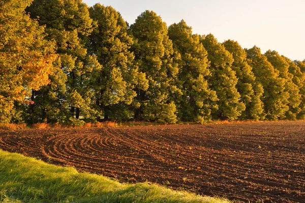 Pola Uprawne Tekstura Gleby Las Tle Miękkie Poranne Słońce Wiejska — Zdjęcie stockowe