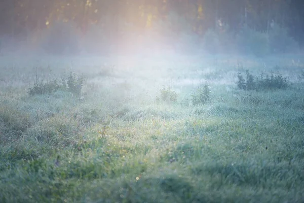 Skogsäng Gräsmatta Vid Soluppgången Växter Daggdroppar Morgondimma Mjukt Solljus Solstrålar — Stockfoto
