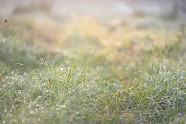 Bosque Prado Césped Amanecer Plantas Gotas Rocío Niebla Matutina Luz — Foto de Stock