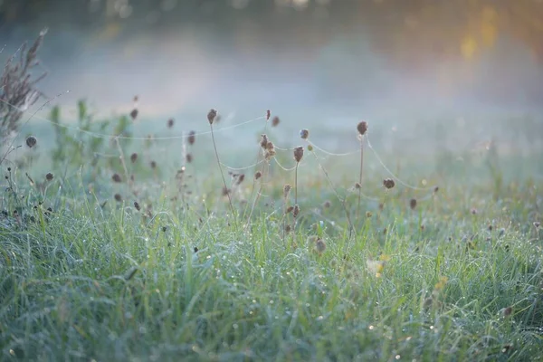 Forest Meadow Lawn Sunrise Plants Dew Drops Morning Fog Soft — Stockfoto