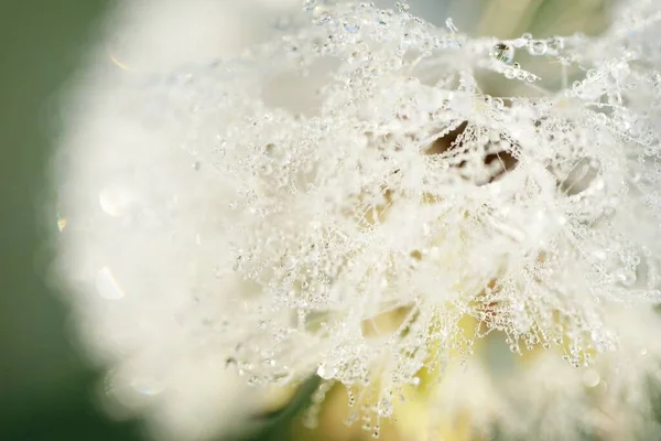 Weiße Löwenzahnblüte Taraxacum Morgens Mit Tautropfen Bedeckt Aus Nächster Nähe — Stockfoto