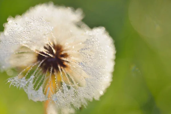 Bílá Pampeliška Taraxacum Květina Pokrytá Kapkami Rosy Dopoledních Hodinách Zblízka — Stock fotografie