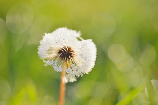 Bílá Pampeliška Taraxacum Květina Pokrytá Kapkami Rosy Dopoledních Hodinách Zblízka — Stock fotografie