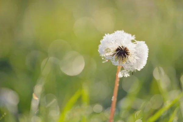 White Dandelion Taraxacum Flower Covered Dew Drops Morning Close Natural — Stock Photo, Image