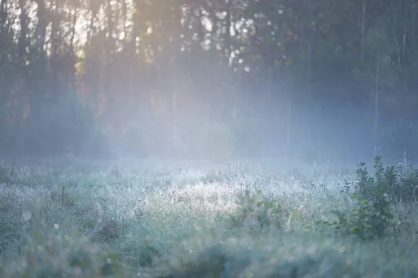 Las Łąka Trawnik Wschodzie Słońca Rośliny Krople Rosy Poranna Mgła — Zdjęcie stockowe