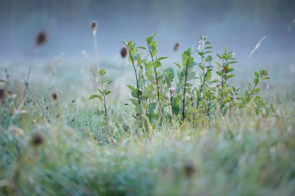 Forest Meadow Lawn Sunrise Plants Dew Drops Morning Fog Soft — Stockfoto
