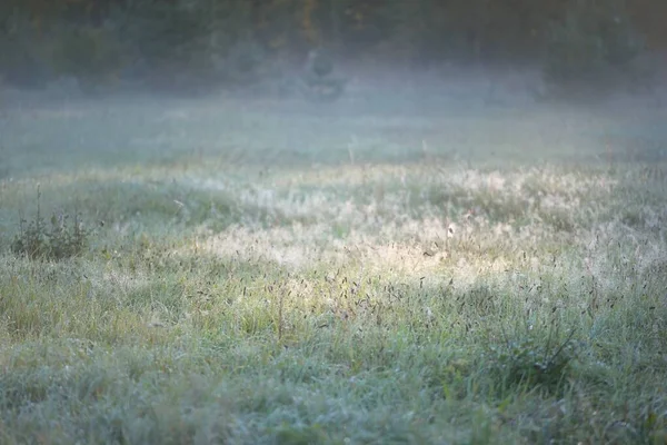 Forest Meadow Lawn Sunrise Plants Dew Drops Morning Fog Soft —  Fotos de Stock