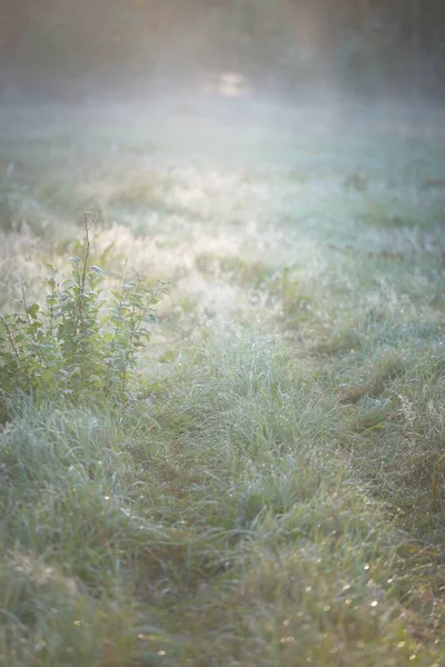 Forest Meadow Lawn Sunrise Plants Dew Drops Morning Fog Soft — ストック写真