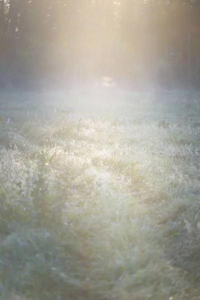 Forest Meadow Lawn Sunrise Plants Dew Drops Morning Fog Soft — Stok fotoğraf