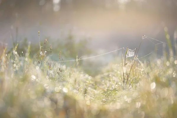 Bosque Prado Césped Amanecer Plantas Gotas Rocío Niebla Matutina Luz — Foto de Stock