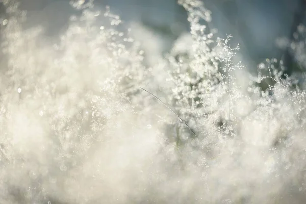 Forest Meadow Lawn Sunrise Plants Dew Drops Morning Fog Soft — Stock Photo, Image