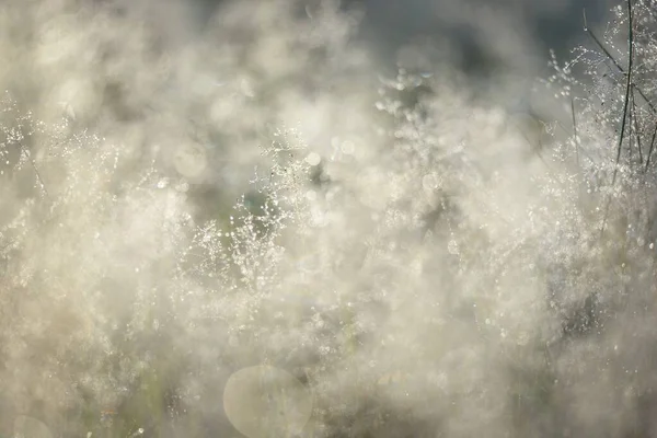 Forest Meadow Lawn Sunrise Plants Dew Drops Morning Fog Soft —  Fotos de Stock