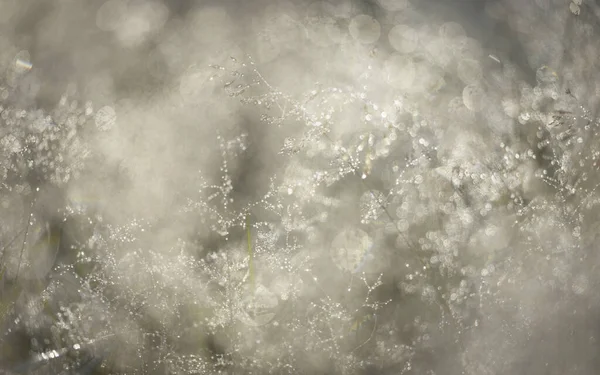Erdei Rét Gyep Napkeltekor Növények Harmatcseppek Reggeli Köd Lágy Napfény — Stock Fotó