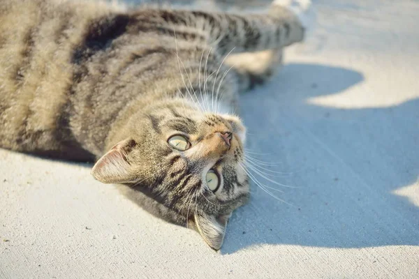 Listrado Gato Branco Marrom Mentindo Brincando Olhos Patas Perto Animais — Fotografia de Stock