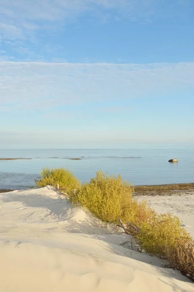 Brzeg Morza Bałtyckiego Słoneczny Dzień Plaża Wydmy Trawa Wydmowa Rośliny — Zdjęcie stockowe