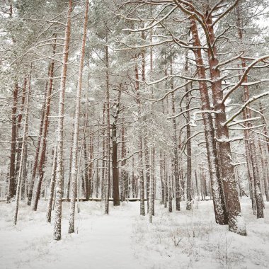 Karla kaplı çam ağacı ormanına giden yol. Kar fırtınası. Ağaçlar yakın plan. Atmosferik manzara. Idyllic kırsal kesim. Kış Harikalar Diyarı. Doğa, iklim, mevsimler, Noel tatilleri, eko-turizm