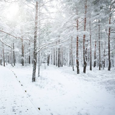 Kar fırtınasından sonra karla kaplı ormanda modern ahşap yürüyüş yolu (tahta yol). Kış manzarası. Kuzey yürüyüşü, kayak, eko-turizm. Yılbaşı tatilleri, Avrupa 'da yerel seyahatler