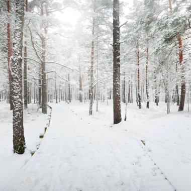 Kar fırtınasından sonra karla kaplı ormanda modern ahşap yürüyüş yolu (tahta yol). Kış manzarası. Kuzey yürüyüşü, kayak, eko-turizm. Yılbaşı tatilleri, Avrupa 'da yerel seyahatler
