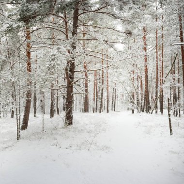 Karla kaplı çam ağacı ormanına giden yol. Kar fırtınası. Ağaçlar yakın plan. Atmosferik manzara. Idyllic kırsal kesim. Kış Harikalar Diyarı. Doğa, iklim, mevsimler, Noel tatilleri, eko-turizm
