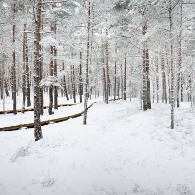 Kar fırtınasından sonra karla kaplı ormanda modern ahşap yürüyüş yolu (tahta yol). Kış manzarası. Kuzey yürüyüşü, kayak, eko-turizm. Yılbaşı tatilleri, Avrupa 'da yerel seyahatler
