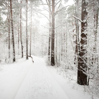 Kar fırtınasından sonra karla kaplı ormanda modern ahşap yürüyüş yolu (tahta yol). Kış manzarası. Kuzey yürüyüşü, kayak, eko-turizm. Yılbaşı tatilleri, Avrupa 'da yerel seyahatler