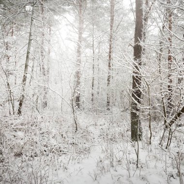 Karla kaplı çam ağacı ormanına giden yol. Kar fırtınası. Ağaçlar yakın plan. Atmosferik manzara. Idyllic kırsal kesim. Kış Harikalar Diyarı. Doğa, iklim, mevsimler, Noel tatilleri, eko-turizm