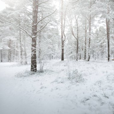 Karla kaplı çam ağacı ormanına giden yol. Kar fırtınası. Ağaçlar yakın plan. Atmosferik manzara. Idyllic kırsal kesim. Kış Harikalar Diyarı. Doğa, iklim, mevsimler, Noel tatilleri, eko-turizm