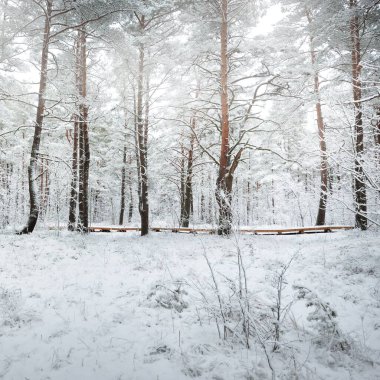 Karla kaplı çam ağacı ormanına giden yol. Kar fırtınası. Ağaçlar yakın plan. Atmosferik manzara. Idyllic kırsal kesim. Kış Harikalar Diyarı. Doğa, iklim, mevsimler, Noel tatilleri, eko-turizm