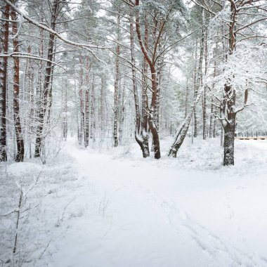 Kar fırtınasından sonra karla kaplı orman tepelerinden geçen yol. Doğal tünel. Atmosferik manzara. Kış Harikalar Diyarı. İklim değişikliği, doğal, çevresel koruma, ekoloji. Avrupa