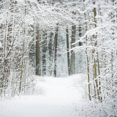 Kar fırtınasından sonra karla kaplı orman tepelerinden geçen yol. Doğal tünel. Atmosferik manzara. Kış Harikalar Diyarı. İklim değişikliği, doğal, çevresel koruma, ekoloji. Avrupa