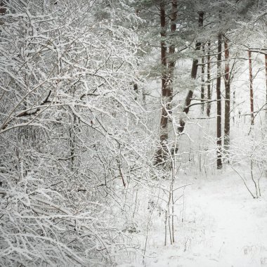 Kar fırtınasından sonra karla kaplı orman tepelerinden geçen yol. Doğal tünel. Karanlık atmosferik manzara. Kış Harikalar Diyarı. İklim değişikliği, doğal, çevresel koruma, ekoloji. Avrupa