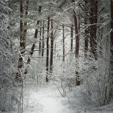 Kar fırtınasından sonra karla kaplı orman tepelerinden geçen yol. Doğal tünel. Karanlık atmosferik manzara. Kış Harikalar Diyarı. İklim değişikliği, doğal, çevresel koruma, ekoloji. Avrupa