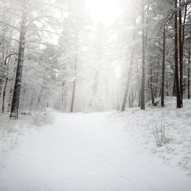 Karla kaplı Evergreen orman tepeleri. Kar fırtınası. Çam, çam ağaçları, yakın plan. Bir patikadan bak. Atmosferik manzara. Kış Harikalar Diyarı. İklim değişikliği, doğal, çevresel koruma. Avrupa