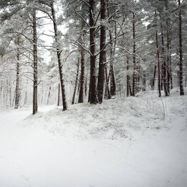Karla kaplı Evergreen orman tepeleri. Kar fırtınası. Çam, çam ağaçları, yakın plan. Bir patikadan bak. Atmosferik manzara. Kış Harikalar Diyarı. İklim değişikliği, doğal, çevresel koruma. Avrupa